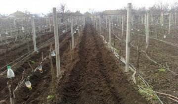 Подкормка винограда, vinograd.info