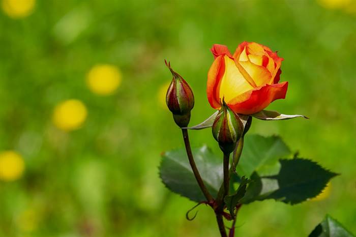 rose-3431316_960_720.jpg