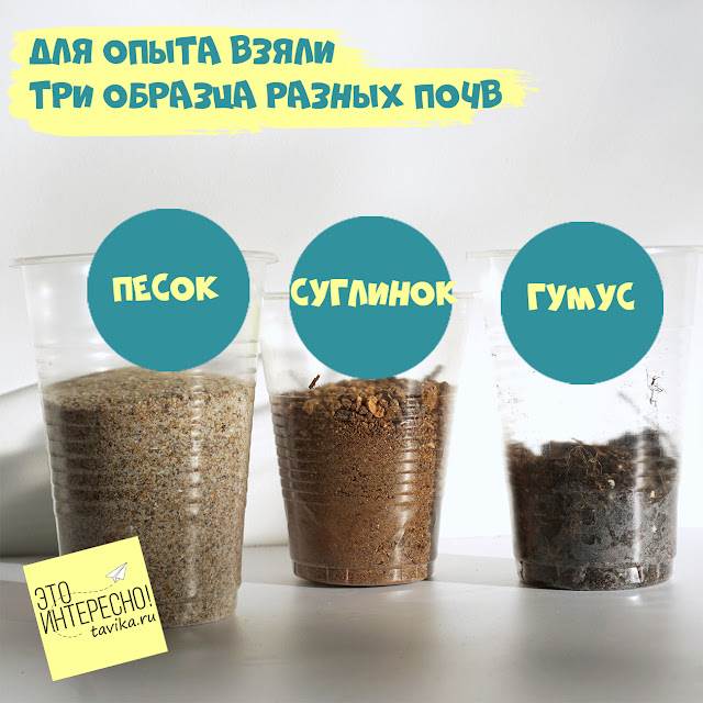 Что Лучше Пропускает Воду Песок Или Земля Дождевые черви