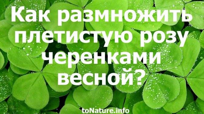 Как Размножить Плетистую Розу Черенками Осенью Размножение отпрысками