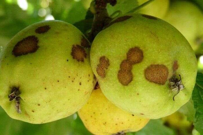 парша яблони
