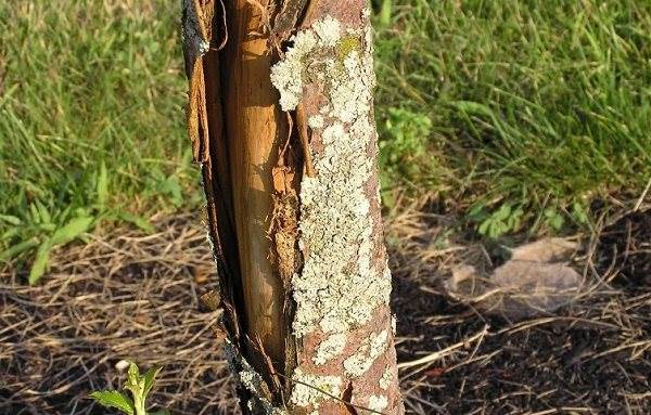 Лечение отслоек коры