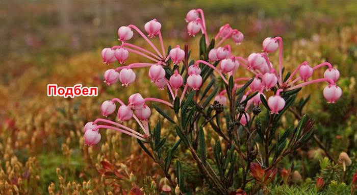 Какие Хвойные Деревья и Кустарники Можно Сажать Высадка елей
