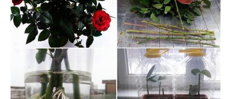 Как правильно нарезать черенки роз для размножения: укоренение в газете и в открытом грунте