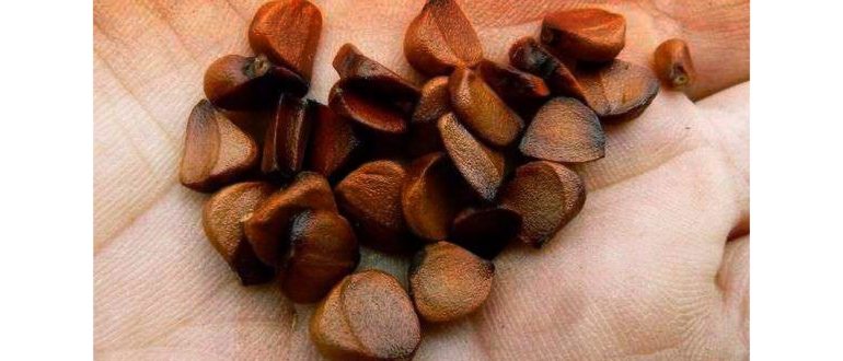 посадкой,посадка,грунтом,открытое