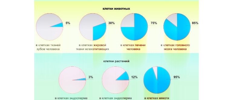 вакуолей,веществам,вакуоле