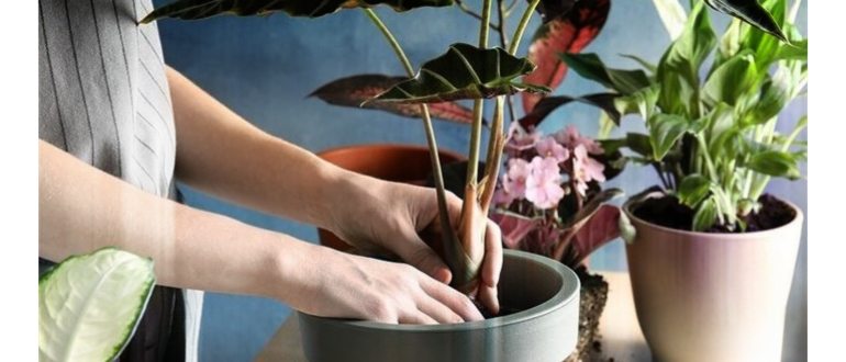9 причин, почему комнатные