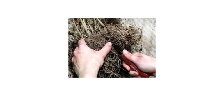 Посадка флоксов осенью