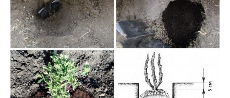 Посадка саженцев жимолости