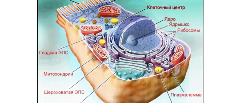 Общая схема строения кальциевой