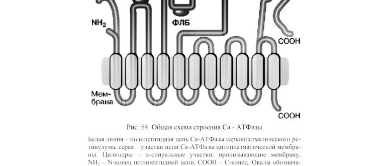 Общая схема строения кальциевой