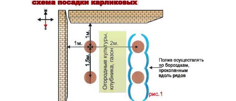Яблоневый сад: как правильно