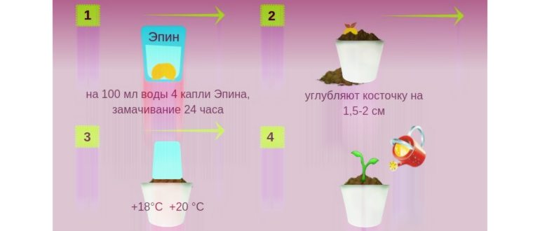 Инструкция по выращиванию
