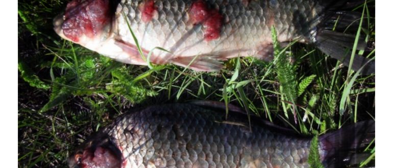 продуктах,заболевание,могут