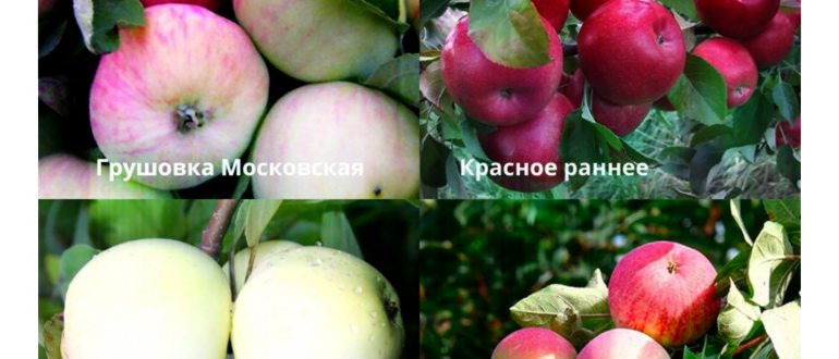 Летние сорта яблок